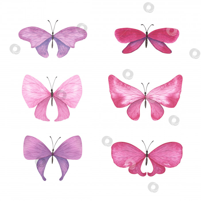 Скачать Оправленная пурпурная бабочка с детализированными изолированными крыльями. Реалистичная иллюстрация насекомых, нарисованная акварелью от руки для дизайна фотосток Ozero