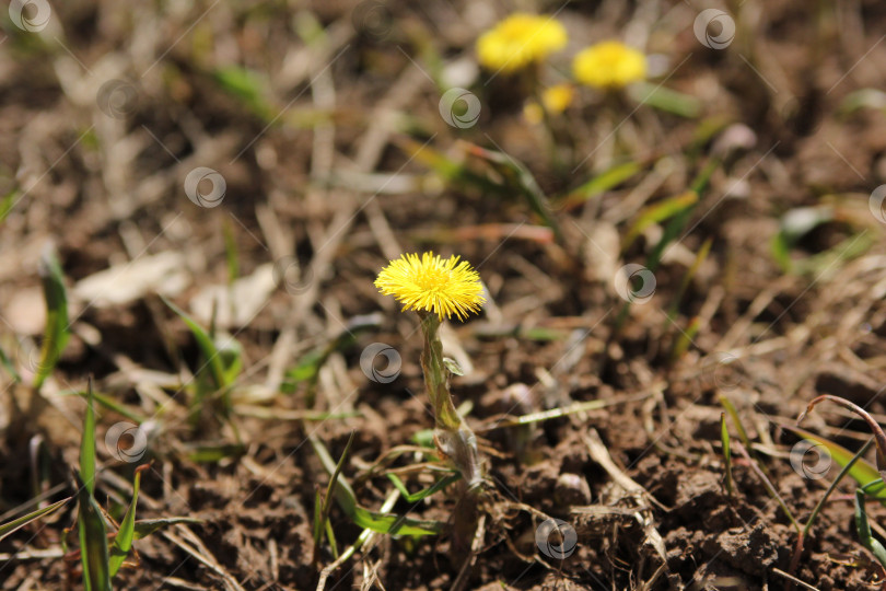 Скачать Начало весны фотосток Ozero
