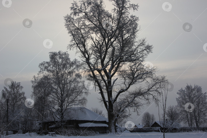 Скачать Зимний пейзаж с деревьями фотосток Ozero