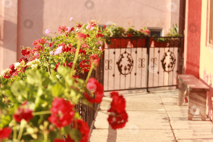 Скачать Цветы у забора фотосток Ozero