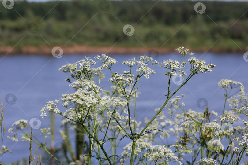 Скачать вид на растения у реки фотосток Ozero
