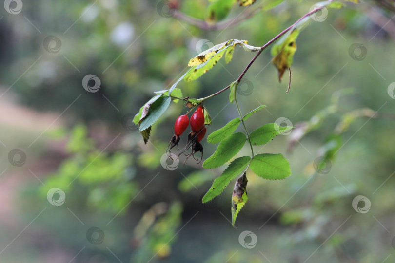 Скачать Ягоды шиповника фотосток Ozero