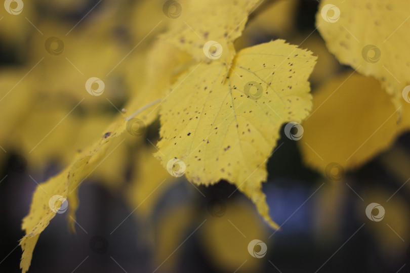 Скачать Желтый лист фотосток Ozero