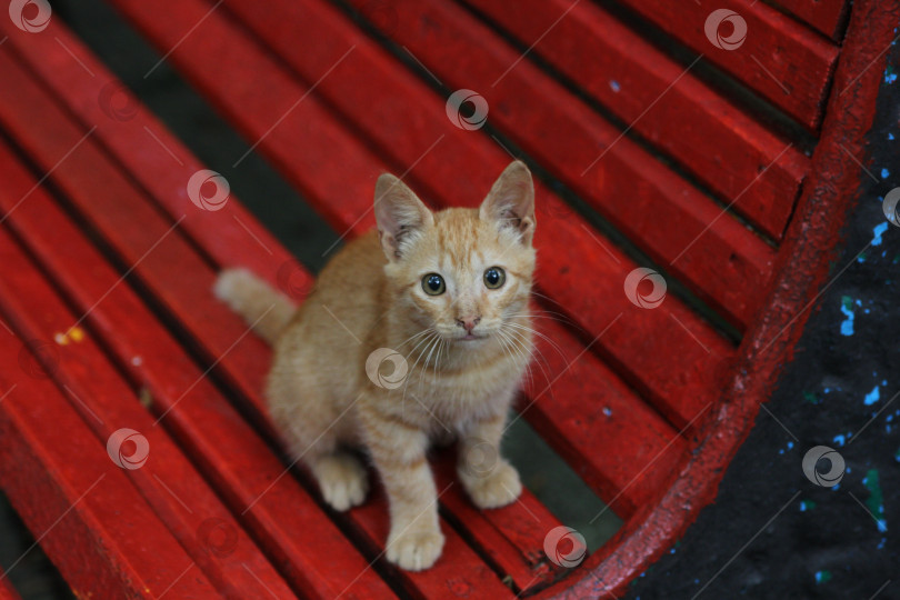 Скачать Котенок на красной скамейке фотосток Ozero