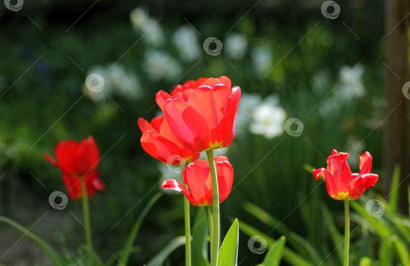 Скачать Красные тюльпаны фотосток Ozero