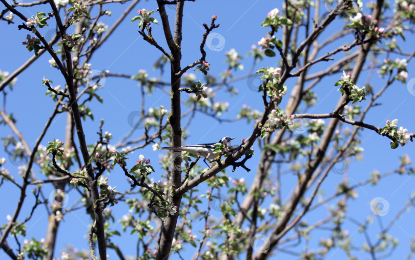 Скачать Птица на цветущем дереве фотосток Ozero