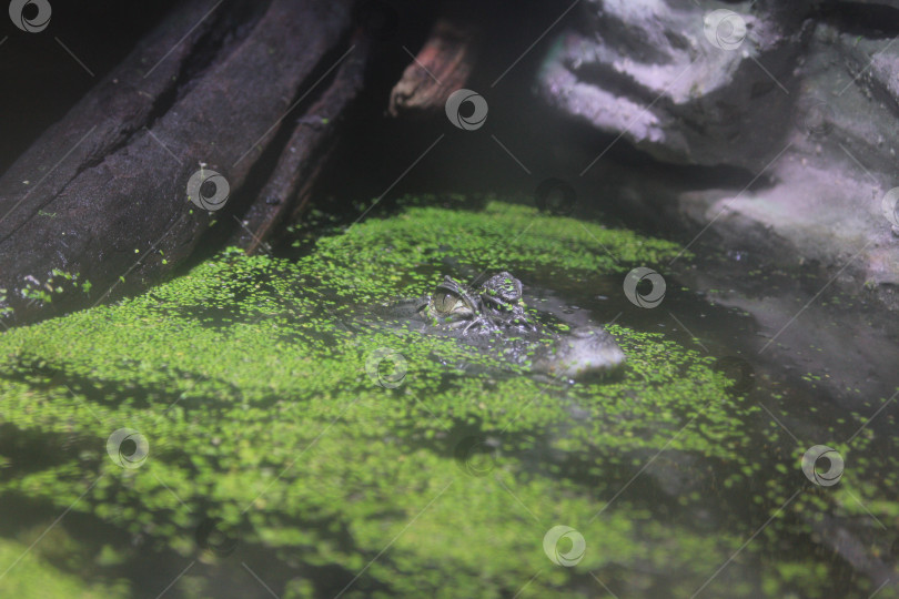 Скачать Крокодил в воде фотосток Ozero