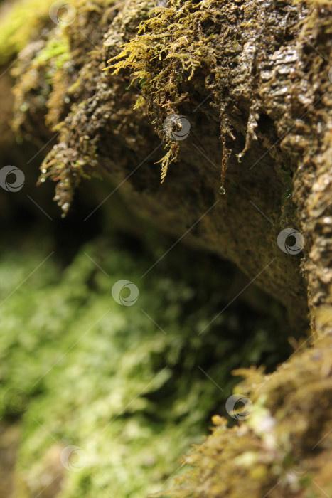 Скачать Сырой мох фотосток Ozero