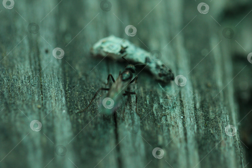 Скачать Насекомое на деревянной поверхности фотосток Ozero