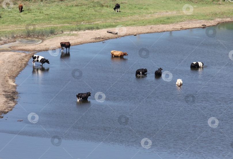 Скачать Коровы на водопое фотосток Ozero