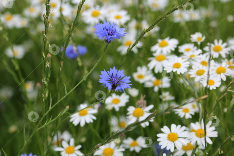 Скачать Полевые цветы фотосток Ozero