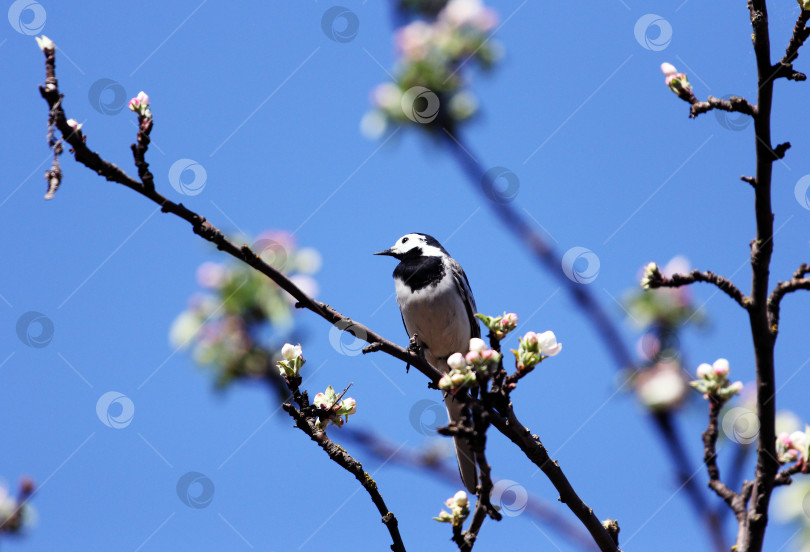 Скачать Птица на ветке фотосток Ozero
