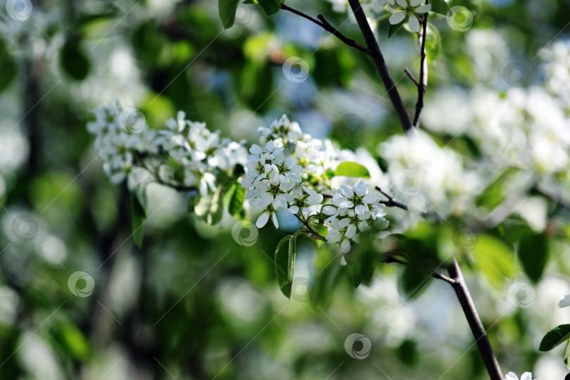 Скачать Цветущие яблони фотосток Ozero