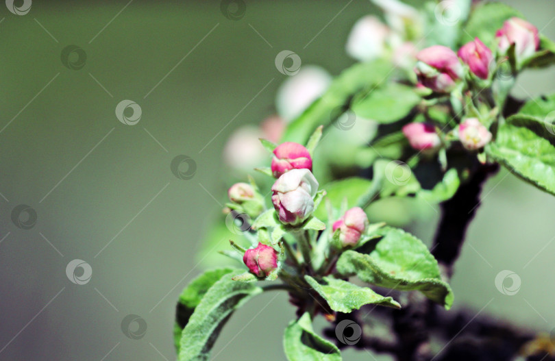 Скачать Цветение яблони фотосток Ozero