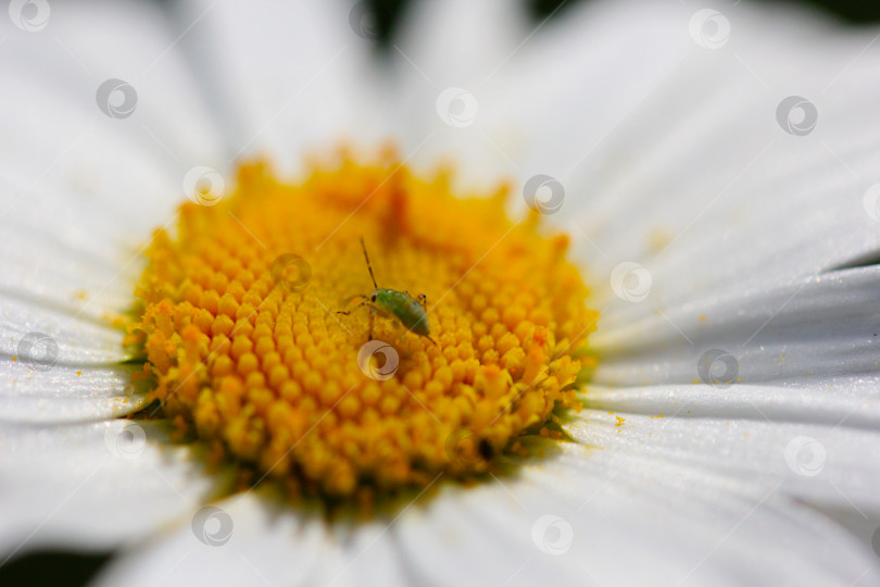 Скачать Насекомое на цветке фотосток Ozero