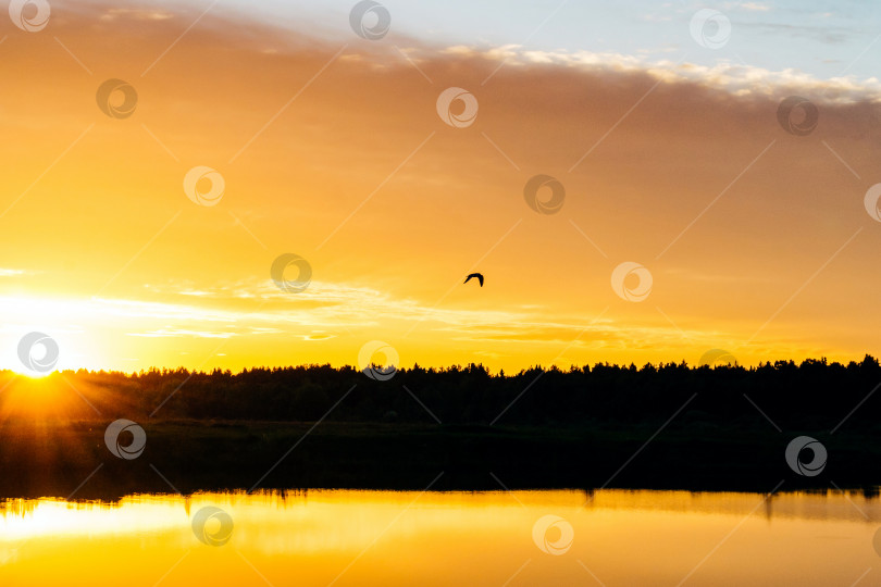 Скачать Летящая птица в небе над озером на оранжевом закате фотосток Ozero