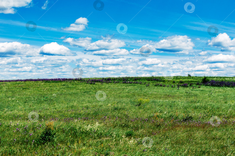 Скачать Пейзаж летнего поля с люпинами фотосток Ozero