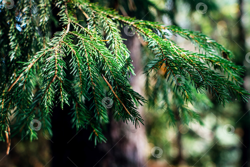 Скачать Еловая ветка в летнем лесу крупным планом фотосток Ozero