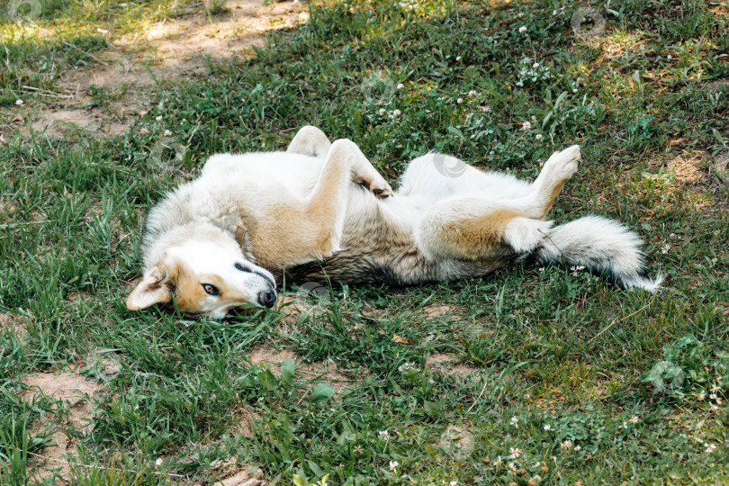 Скачать Красивая домашняя сибирская собака на летней траве фотосток Ozero