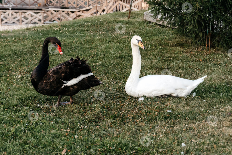 Скачать Черно-белый лебедь на летней зеленой траве в парке фотосток Ozero