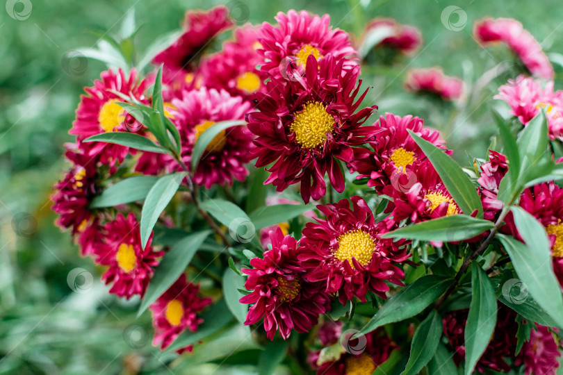 Скачать Красные и розовые цветы на траве крупным планом фотосток Ozero