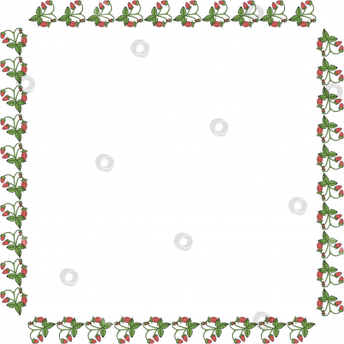 Скачать Квадратная рамка с лесной земляникой и листьями. Изолированная рамка на белом фоне. Векторное изображение. фотосток Ozero