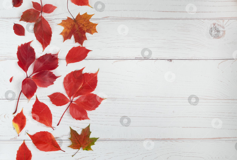 Скачать Светлый деревянный фон с красивыми осенними листьями девичьего винограда, плюща. Осенний сезон. фотосток Ozero