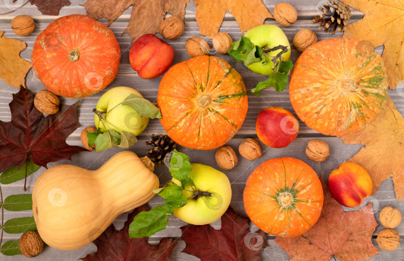 Скачать Осенний фон из спелых красивых маленьких тыкв, сезонных фруктов и осенних листьев на деревянном фоне. Урожай, осень, правильное питание. фотосток Ozero