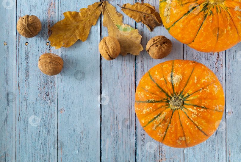 Скачать Маленькие красивые тыквы, грецкие орехи и сухие осенние листья выложены на синем деревянном фоне. фотосток Ozero