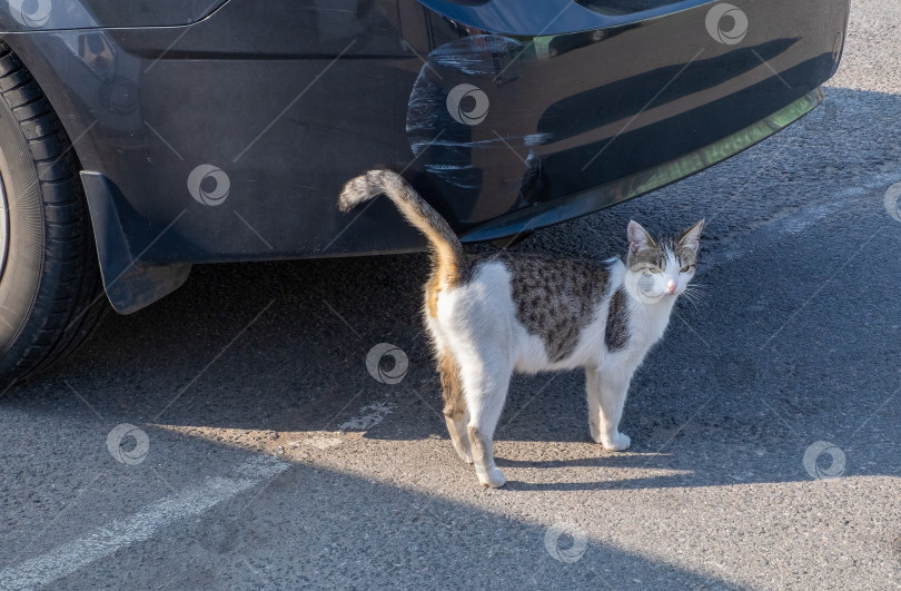 Скачать Бездомный уличный пестрый кот стоит возле припаркованной машины. фотосток Ozero