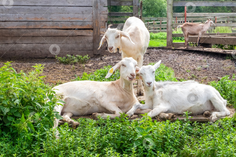 Скачать Три белые взрослые молочные козы на скотном дворе. фотосток Ozero