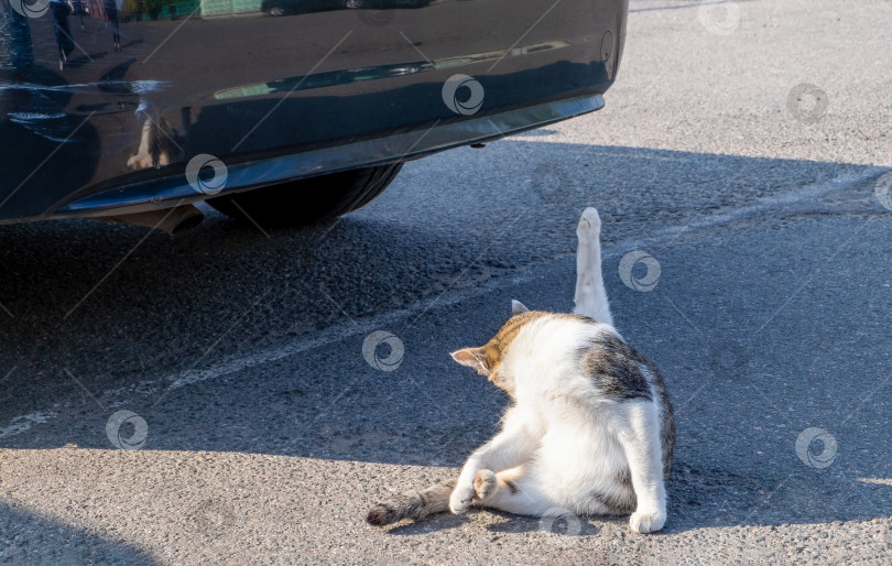Скачать Бездомный уличный пестрый кот сидит возле припаркованной машины и моется. фотосток Ozero