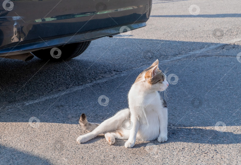 Скачать Бездомный уличный пестрый кот сидит возле припаркованной машины. фотосток Ozero