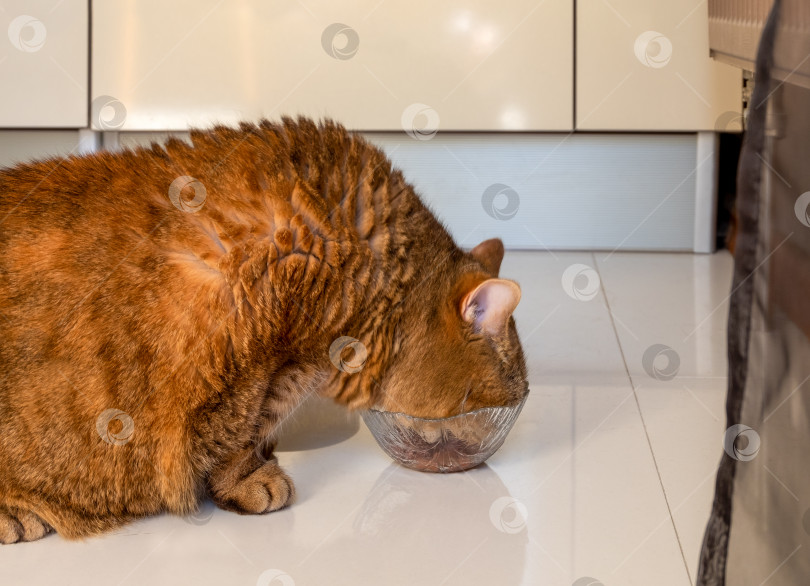 Скачать Толстый кот с густой шерстью ест из стеклянной миски фотосток Ozero