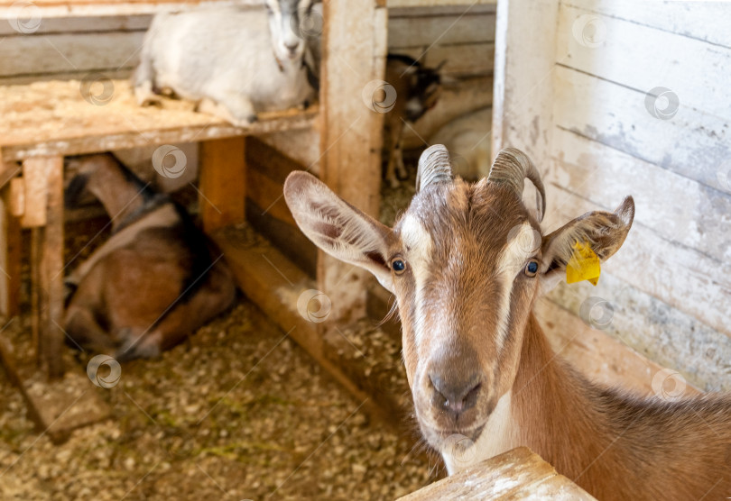 Скачать Симпатичная коза с рогами в стойле на ферме смотрит в камеру. фотосток Ozero