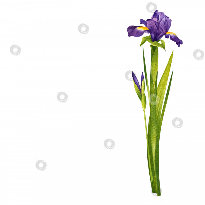 Скачать Один прекрасный пурпурный цветок. Ирис с бутонами. Нарисованная вручную акварельная картина, изолированная на белом фоне фотосток Ozero
