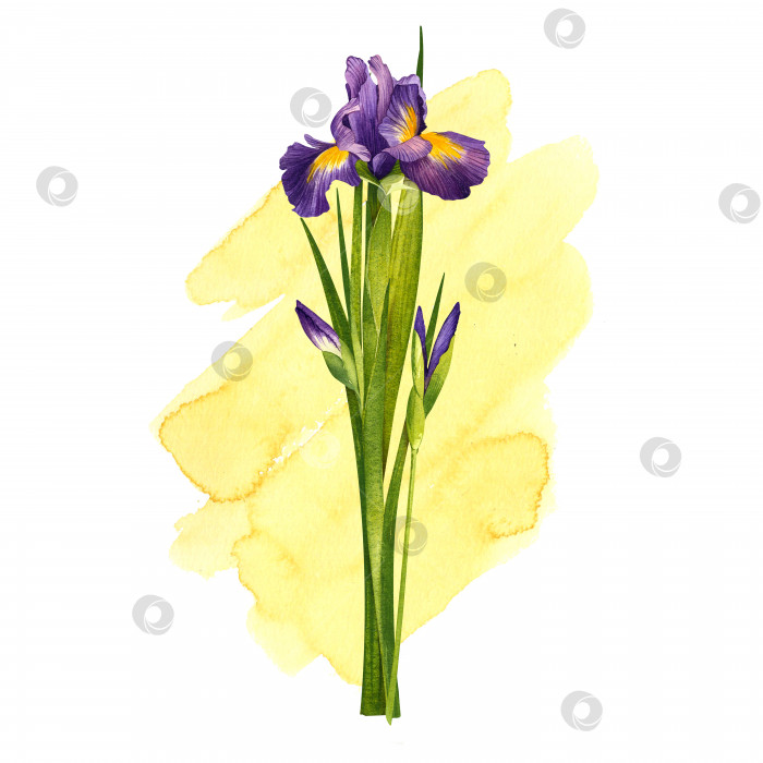 Скачать Букет ирисов. Фиолетовые цветы на желтом фоне. Акварельная иллюстрация. фотосток Ozero