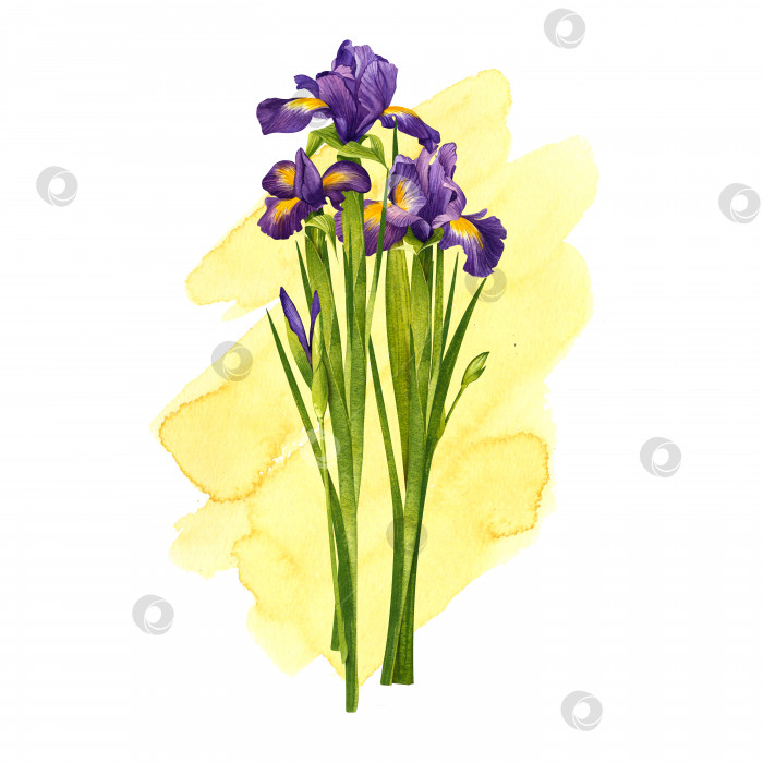 Скачать Букет из трех ирисов. Фиолетовые цветы на желтом фоне. Акварельная иллюстрация. фотосток Ozero