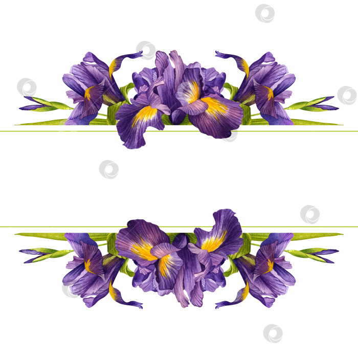 Скачать Пурпурная радужка. Цветок. Горизонтальный баннер с листьями и лепестками. Акварельная иллюстрация, выделенная на белом фоне. фотосток Ozero