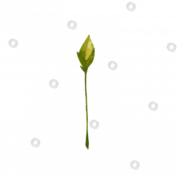 Скачать Зеленый нераскрывшийся бутон гвоздики. Винтажная ботаническая акварельная иллюстрация цветка. Изолированный белый фон. фотосток Ozero