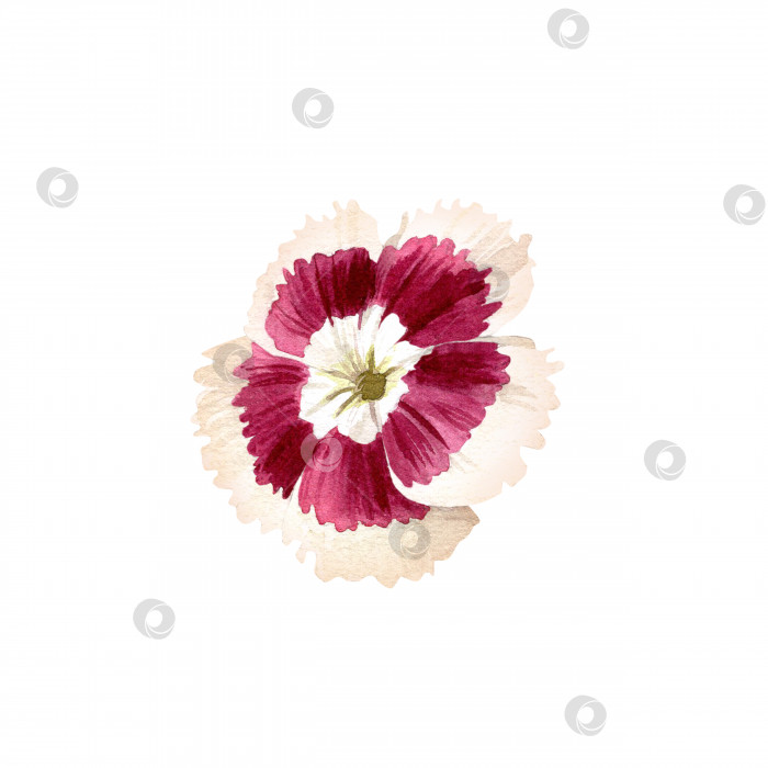 Скачать Турецкая гвоздика. Бордовый цветок с белой отделкой. Винтажная акварельная ботаническая иллюстрация, выделенная на белом фоне. фотосток Ozero