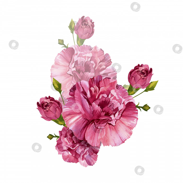 Скачать Букет гвоздик. Розовые бордовые цветы. Винтажная акварельная иллюстрация, выделенная на белом фоне. фотосток Ozero
