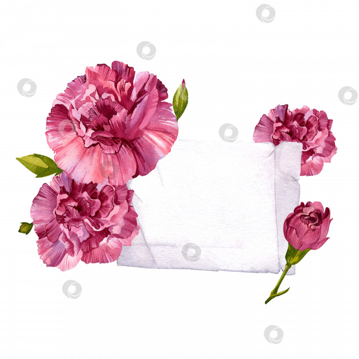Скачать Винтажная открытка с розовыми гвоздиками. Акварельная ботаническая иллюстрация цветов на изолированном белом фоне. фотосток Ozero