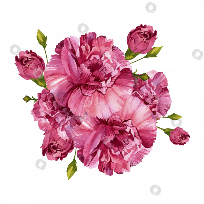 Скачать Букет гвоздик. Розовые бордовые цветы. Винтажная акварельная иллюстрация, выделенная на белом фоне. фотосток Ozero