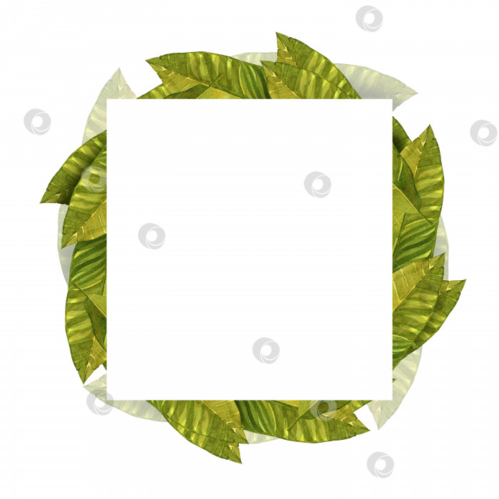 Скачать Рамка из банановых листьев. Акварельная иллюстрация зеленой растительности. Квадратный шаблон. Для оформления меню, упаковки, керамики. фотосток Ozero