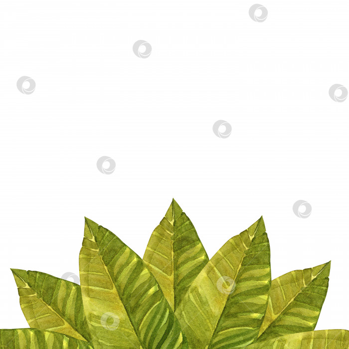 Скачать Зеленые листья банана. Рамка для вашего текста. Нарисованная от руки акварельная иллюстрация шаблона, выполненного из зелени. фотосток Ozero