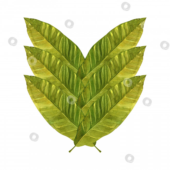 Скачать Тропические листья. Зеленые банановые листья. Акварельная иллюстрация на изолированном белом фоне. фотосток Ozero