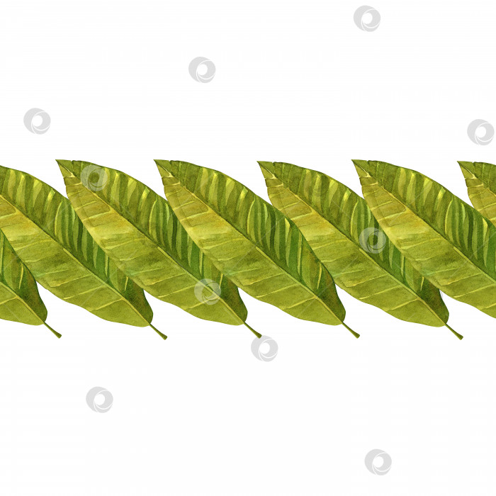 Скачать Тропические листья. Бесшовный узор из зеленых банановых листьев. Акварельная иллюстрация на изолированном белом фоне. фотосток Ozero