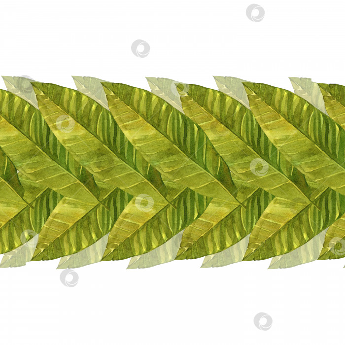 Скачать Тропические листья. Бесшовный узор из зеленых банановых листьев. Акварельная иллюстрация на изолированном белом фоне. фотосток Ozero