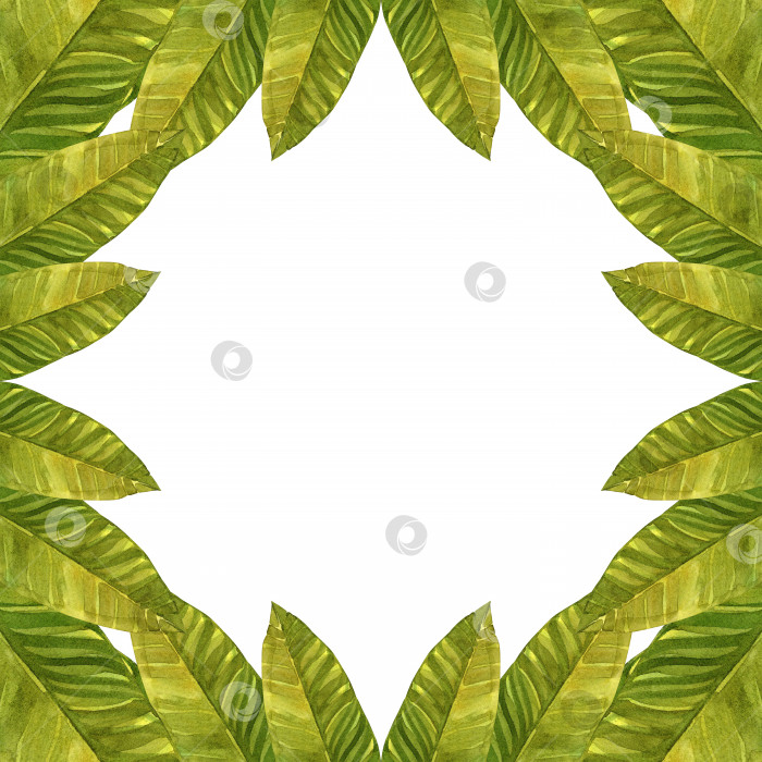 Скачать Зеленые листья банана. Рамка для вашего текста. Нарисованная от руки акварельная иллюстрация шаблона, выполненного из зелени. фотосток Ozero